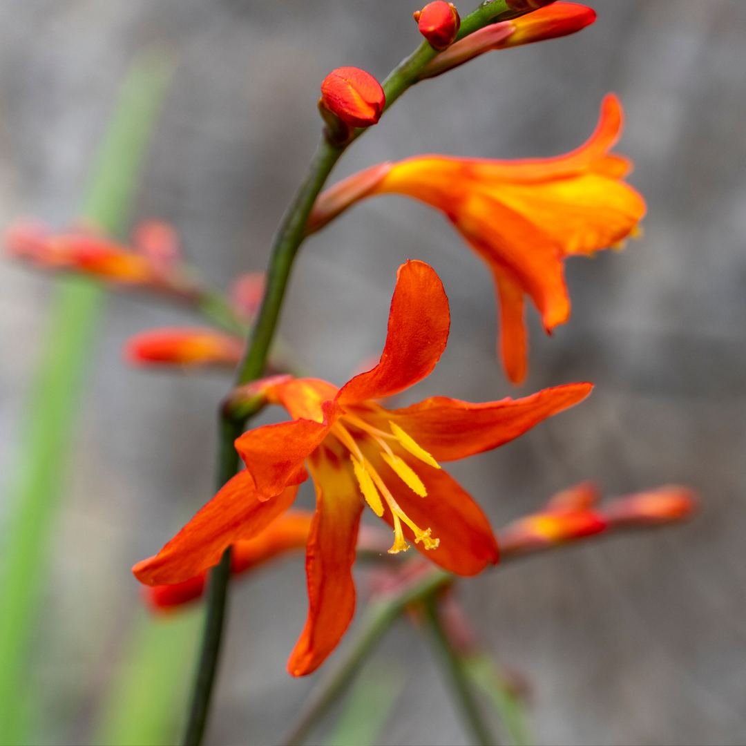 Crocosmia 'Lucifer' Montbretia - Set van 50 - Knollen - Rood