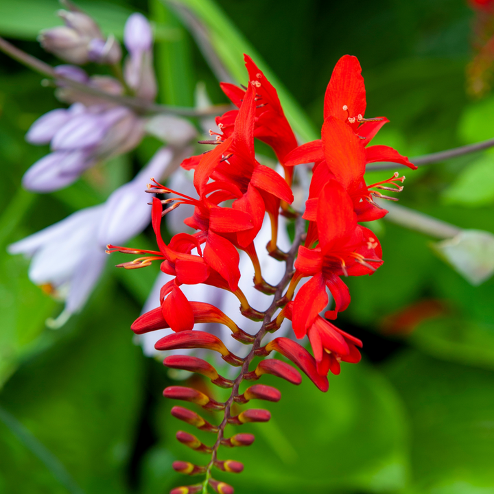 Crocosmia 'Lucifer' Montbretia - Set van 50 - Knollen - Rood