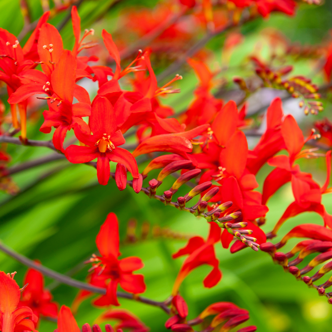 Crocosmia 'Lucifer' Montbretia - Set van 50 - Knollen - Rood