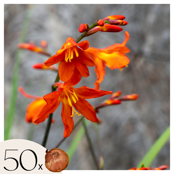 Crocosmia 'Lucifer' Montbretia - Set van 50 - Knollen - Rood