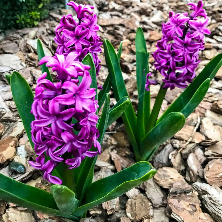 Hyacinthus 'Purple Voice' - Set van 10 - Hyacintenbollen