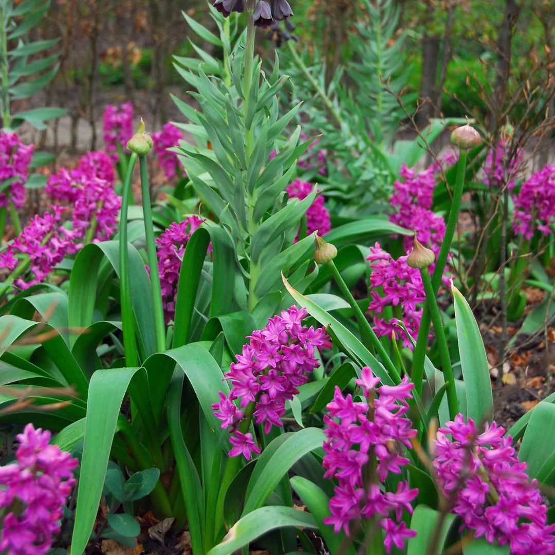 Hyacinthus 'Purple Voice' - Set van 10 - Hyacintenbollen