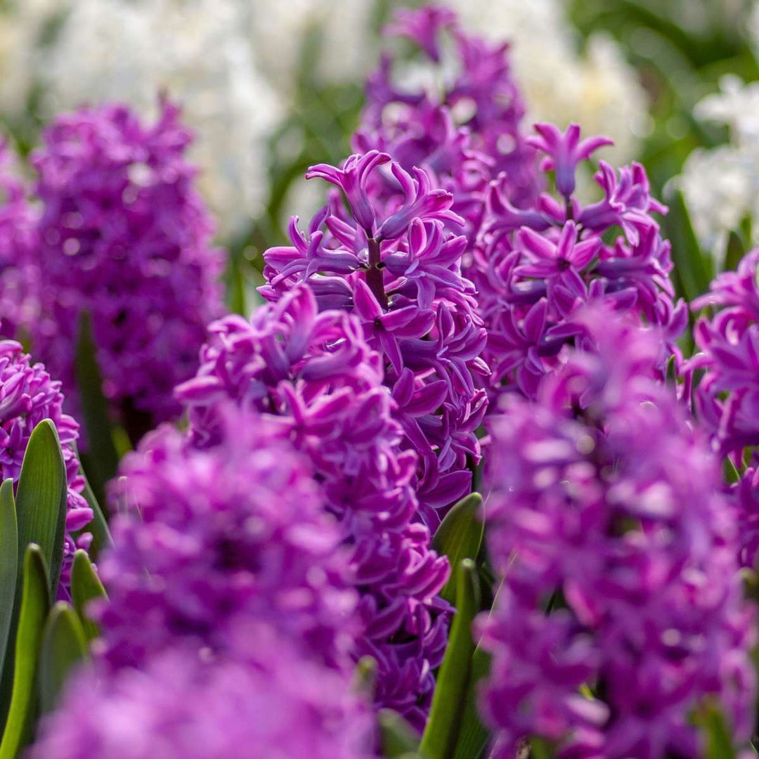 Hyacinthus 'Purple Voice' - Set van 10 - Hyacintenbollen