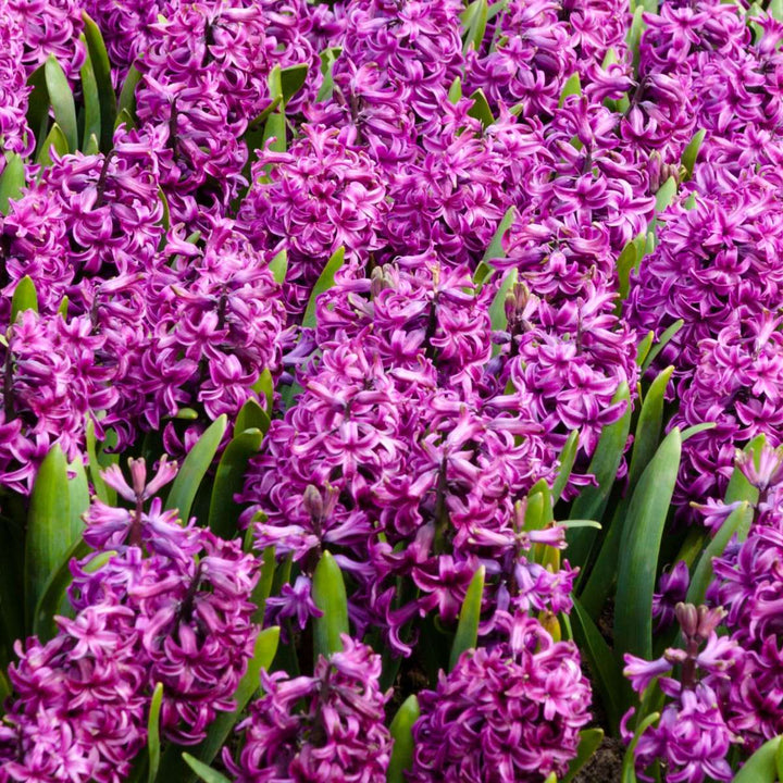 Hyacinthus 'Purple Voice' - Set van 10 - Hyacintenbollen