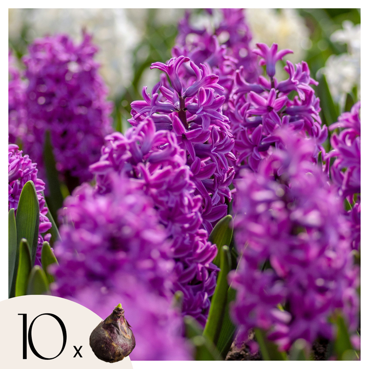 Hyacinthus 'Purple Voice' - Set van 10 - Hyacintenbollen
