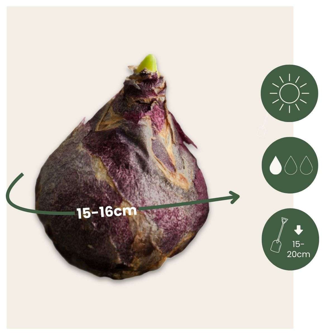 Hyacinthus 'Purple Voice' - Set van 10 - Hyacintenbollen