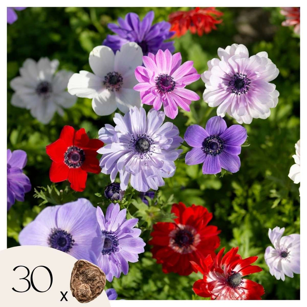 Anemone de Caen - Mix van 30 - Bloembollen