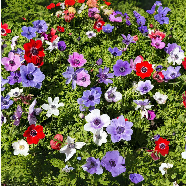 Anemone de Caen - Mix van 30 - Bloembollen