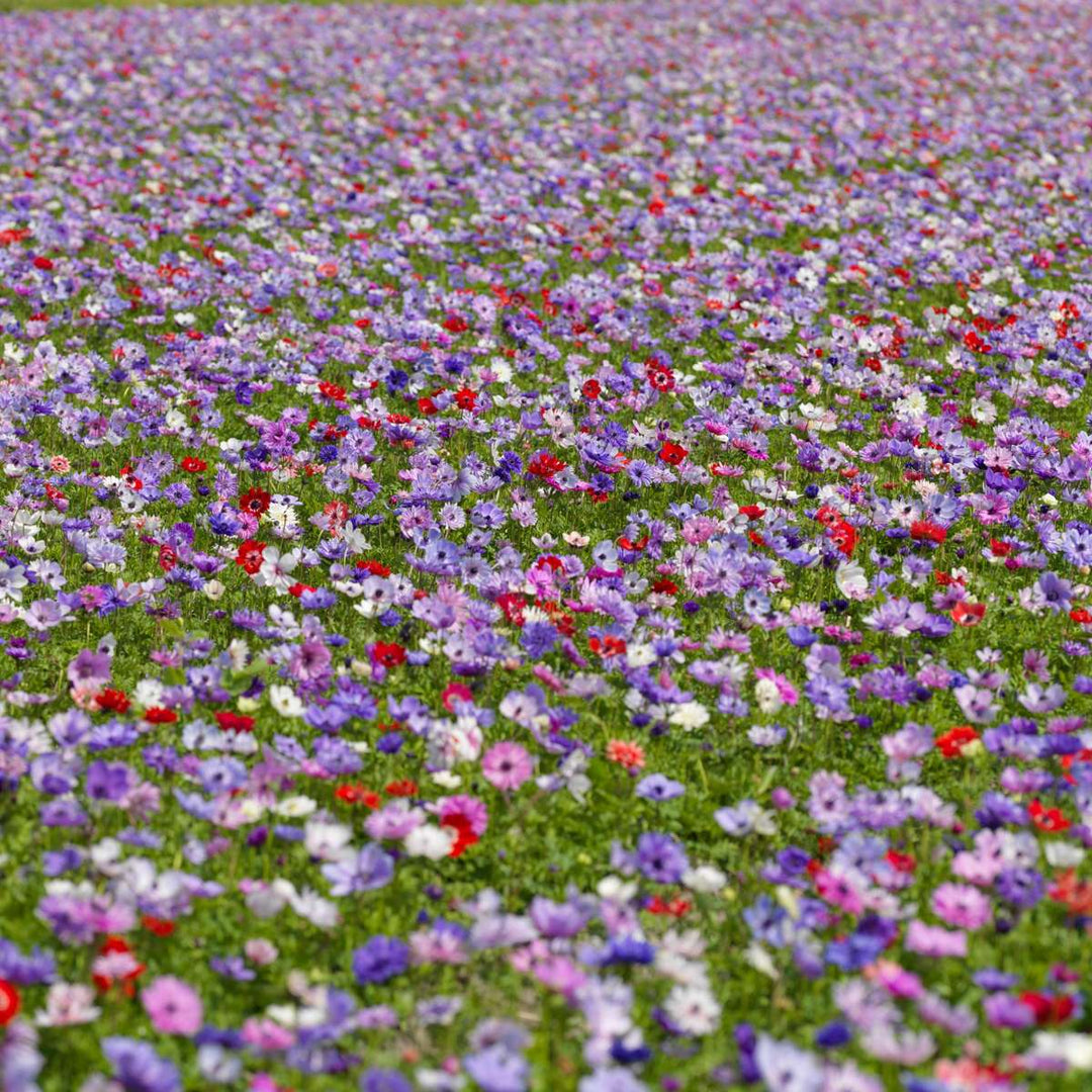 Anemone de Caen - Mix van 30 - Bloembollen