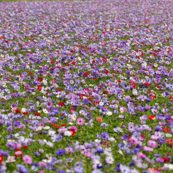 Anemone de Caen - Mix van 30 - Bloembollen