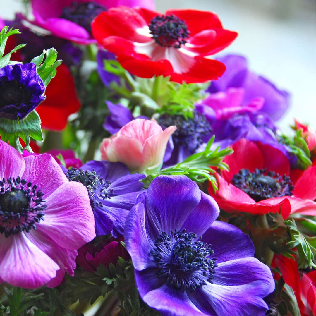 Anemone de Caen - Mix van 30 - Bloembollen
