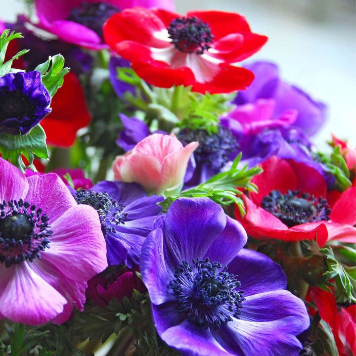 Anemone de Caen - Mix van 30 - Bloembollen