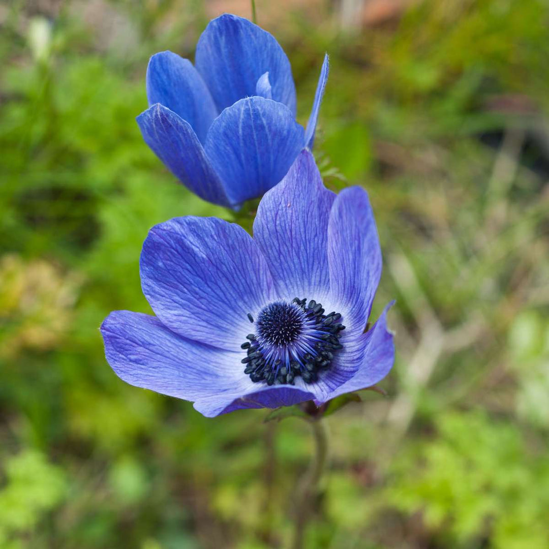 Anemone de Caen - Mix van 30 - Bloembollen