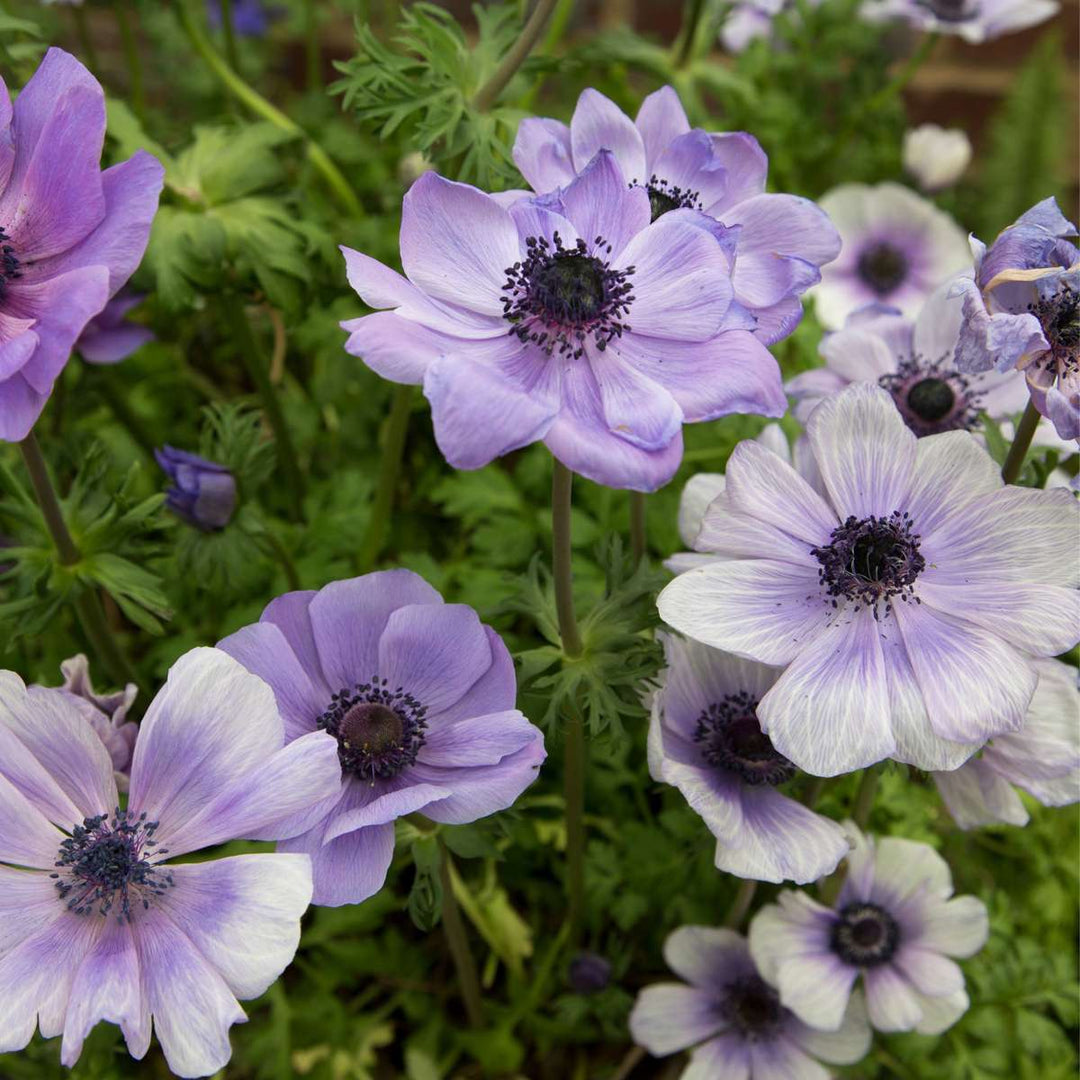 Anemone de Caen - Mix van 30 - Bloembollen