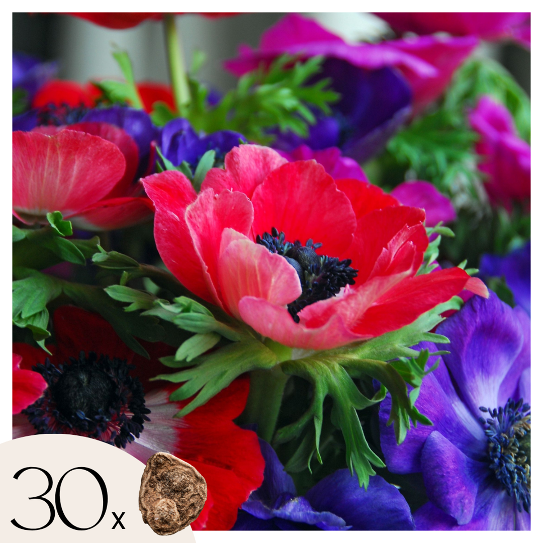 Anemone de Caen - Mix van 30 - Bloembollen