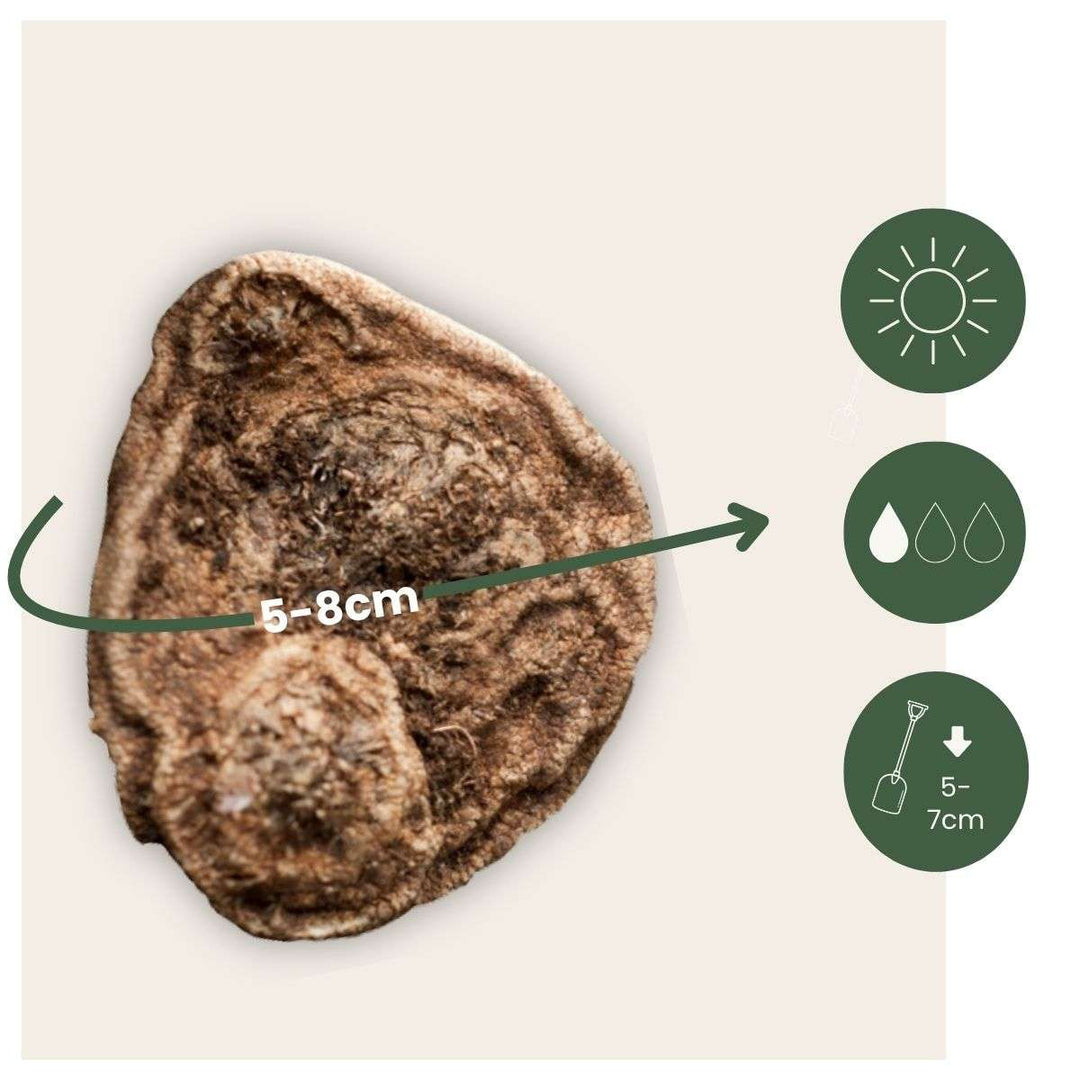 Anemone de Caen - Mix van 30 - Bloembollen