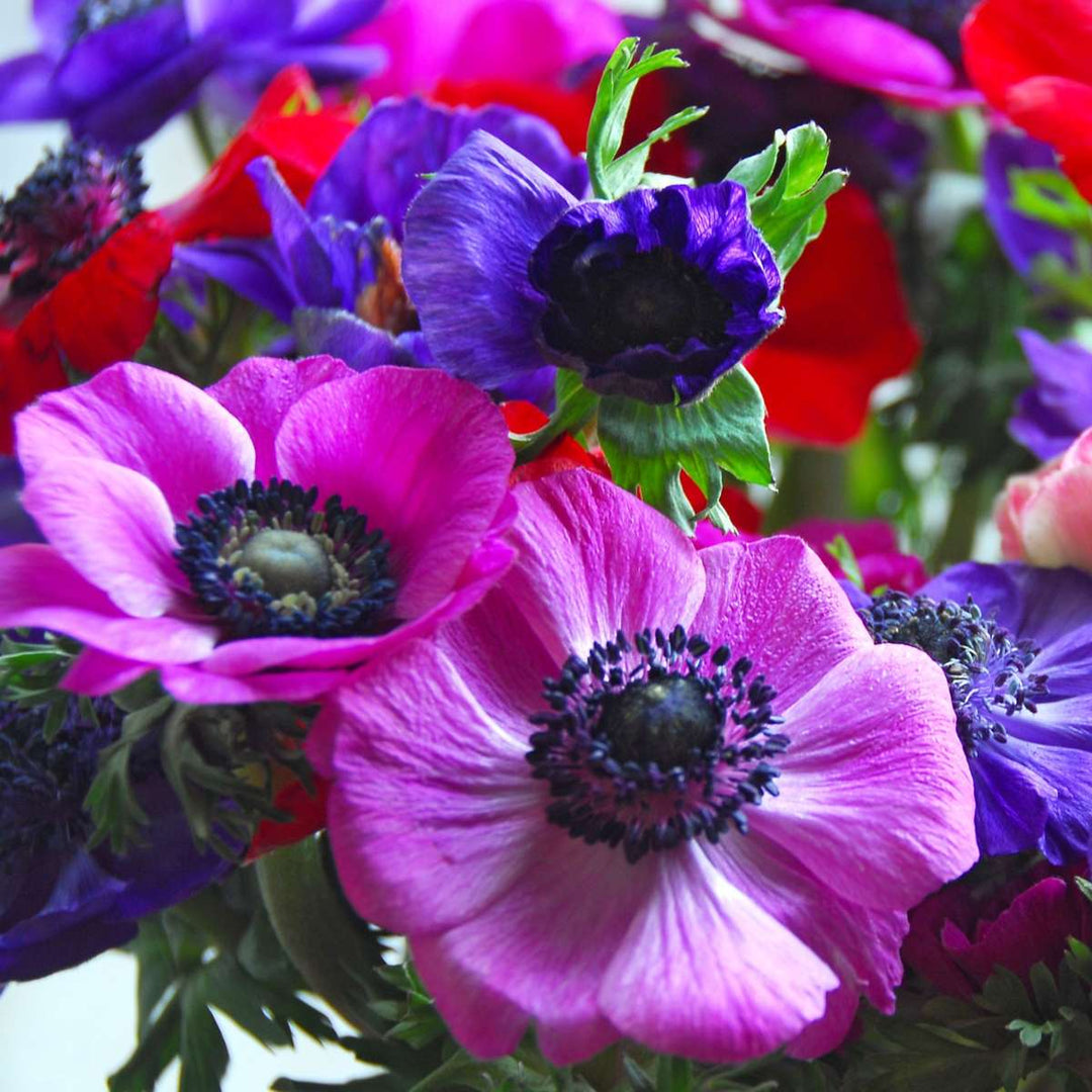 Anemone de Caen Mix x100 - Bloembollen