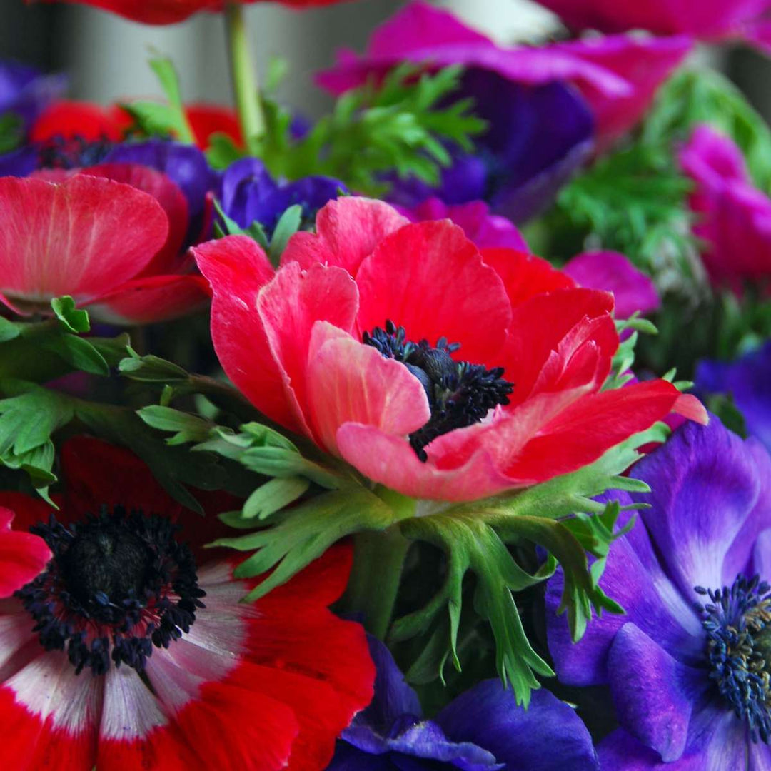 Anemone de Caen - Mix van 50 - Bloembollen