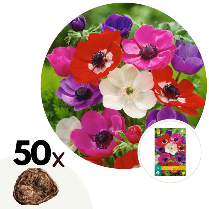 Anemone de Caen - Mix van 50 - Bloembollen