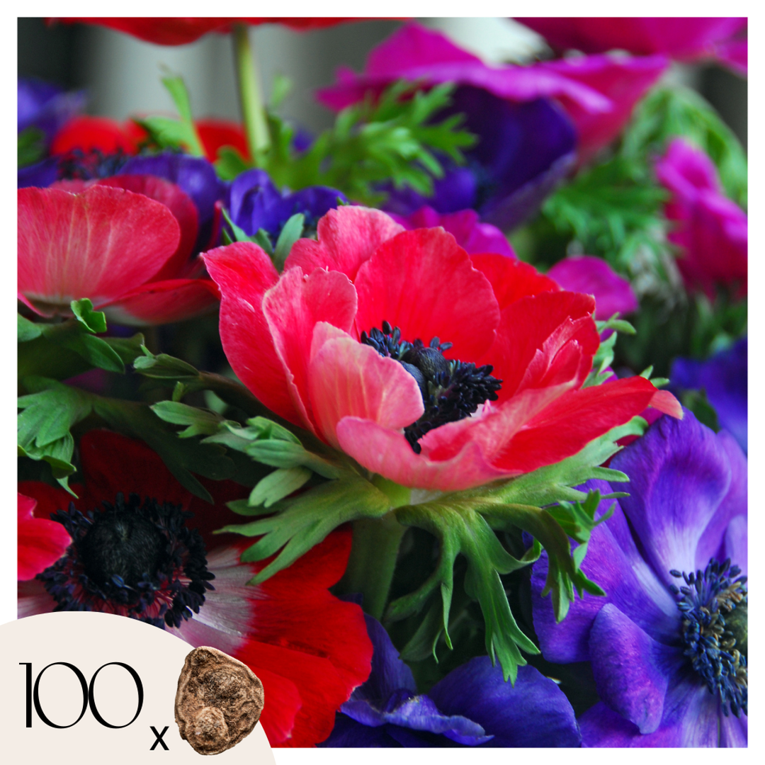 Anemone de Caen Mix x100 - Bloembollen