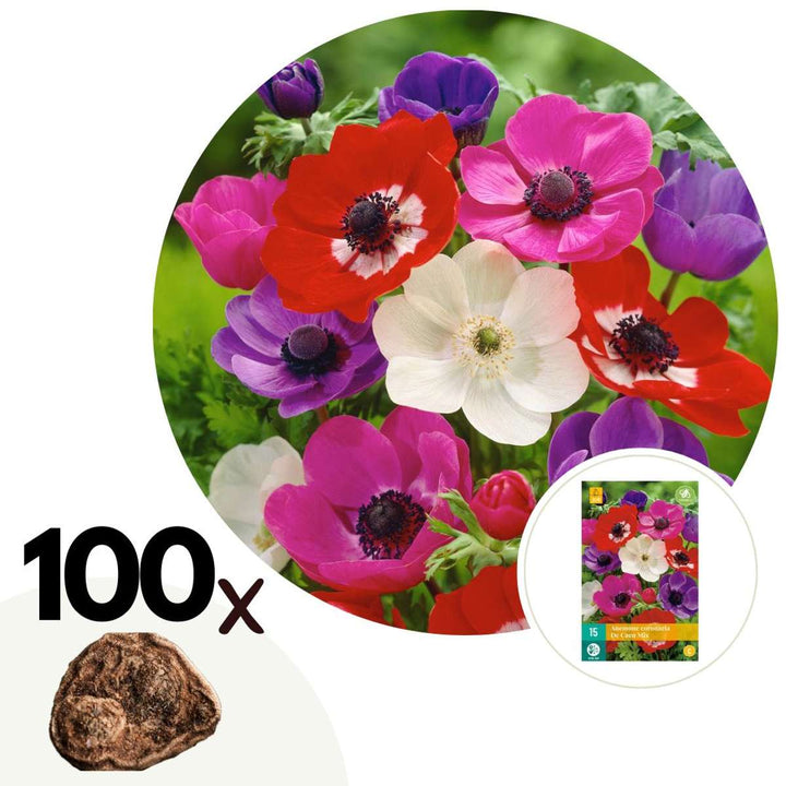 Anemone de Caen Mix x100 - Bloembollen