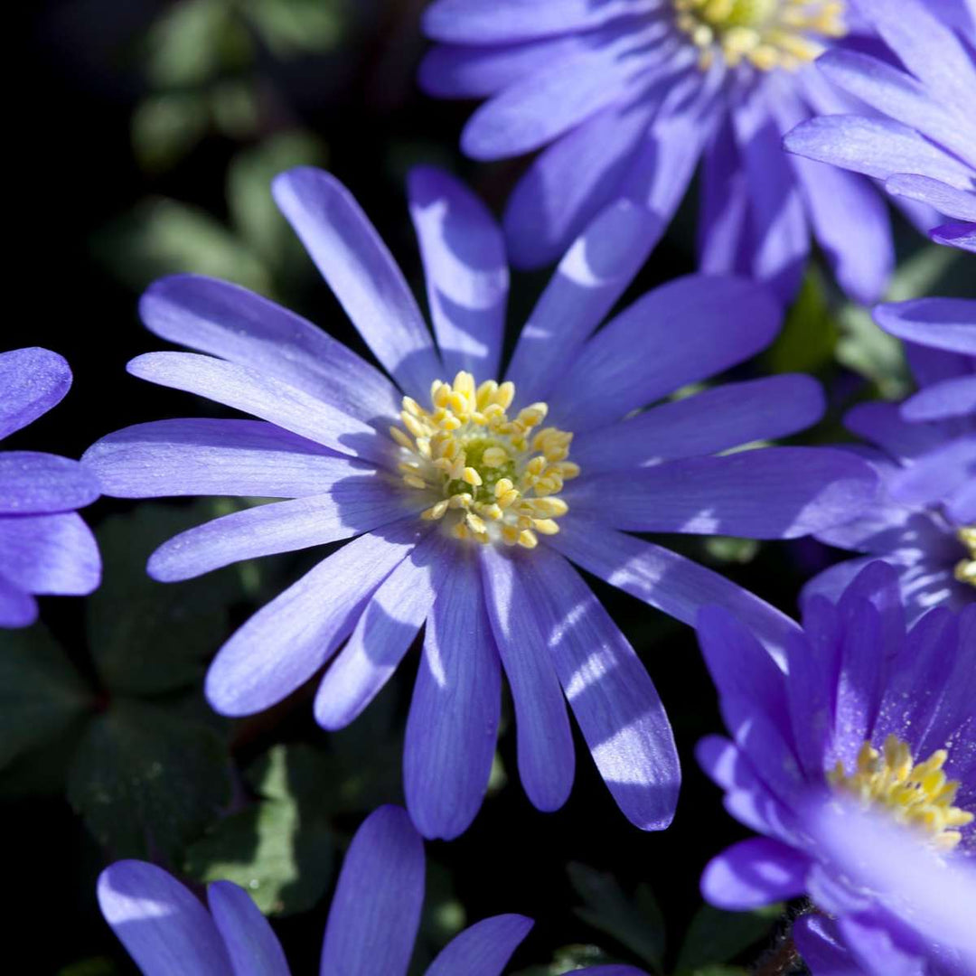 Anemone Blue Shades - Sada 45 ks - Řecká Windflower
