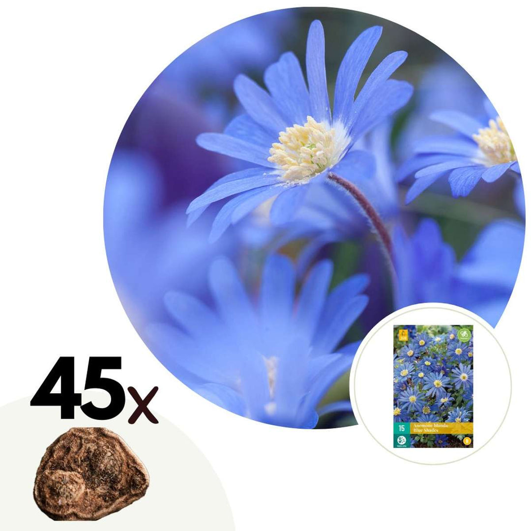 Anemone Blue Shades - Sada 45 ks - Řecká Windflower