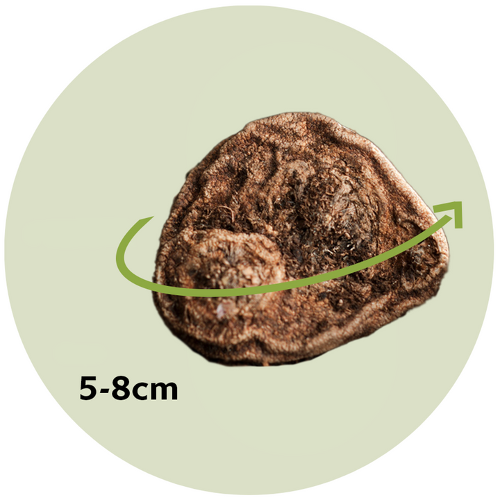 Anemone Blue Shades - Sada 45 ks - Řecká Windflower