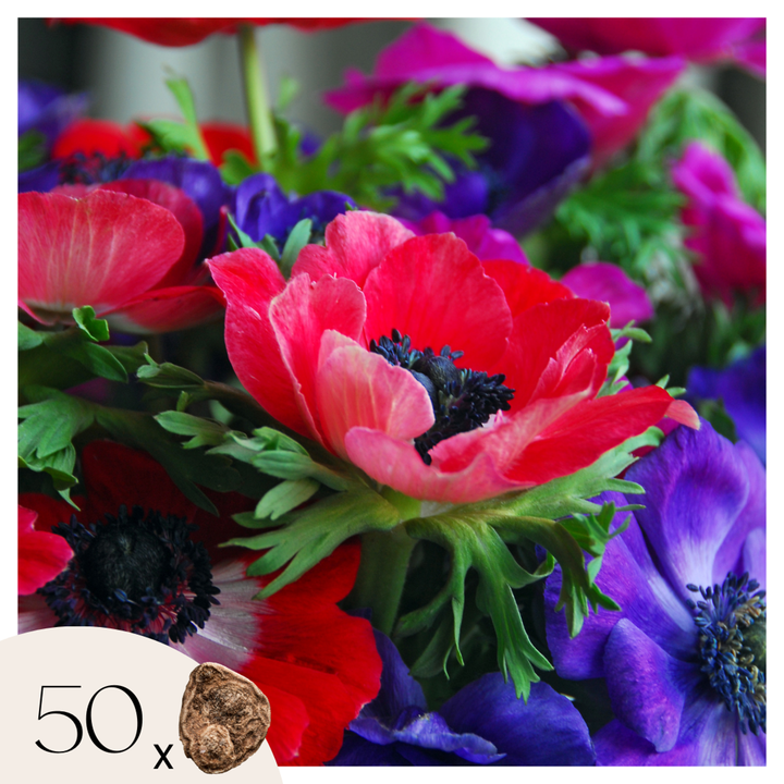 Anemone de Caen - Mix van 50 - Bloembollen