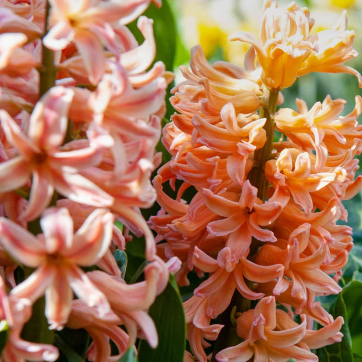 Bloembollen 'Peach Blush' - Set van 25 - Narcis Tulp Hyacint