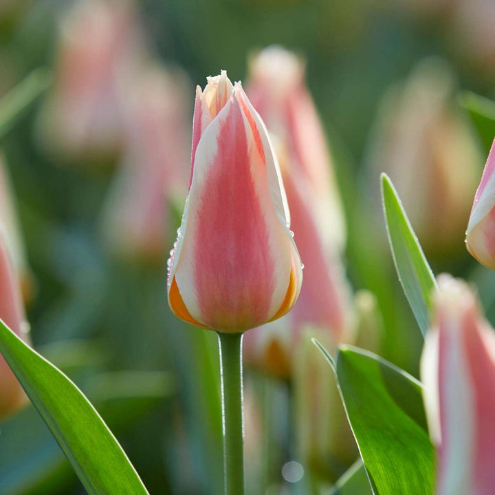 Bloembollen 'Peach Blush' - Set van 25 - Narcis Tulp Hyacint