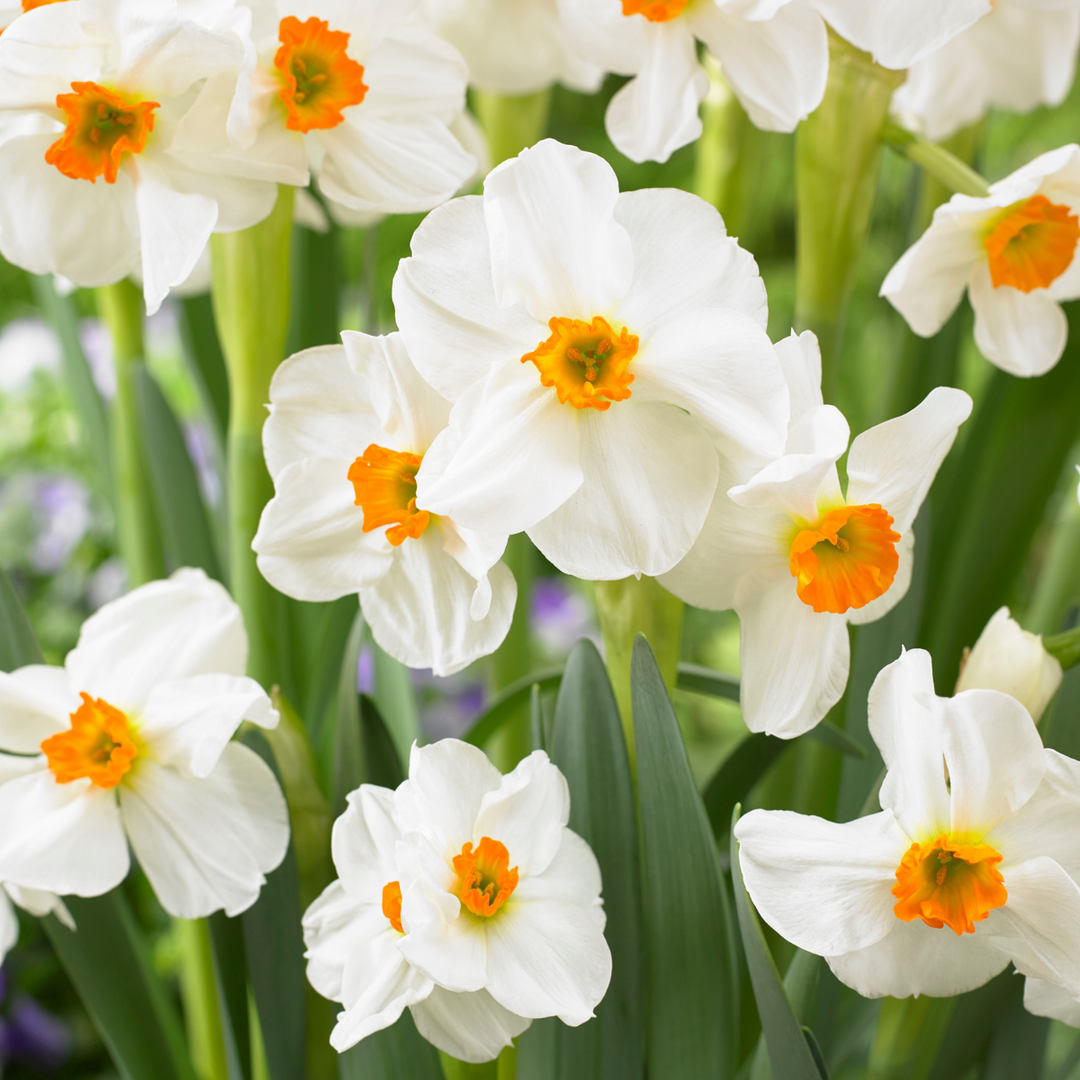 Bloembollen 'Peach Blush' - Set van 25 - Narcis Tulp Hyacint