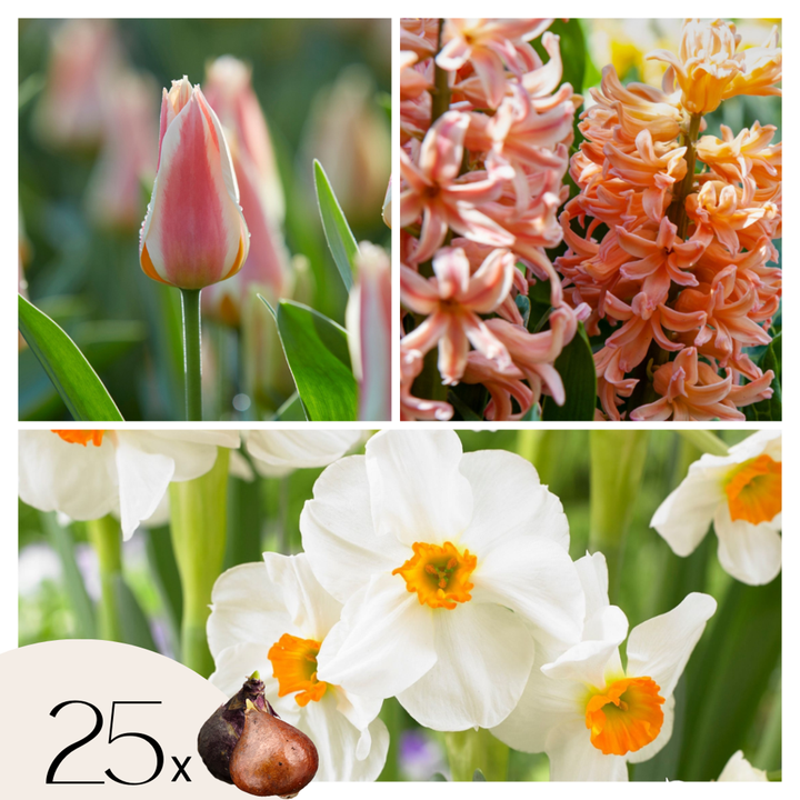 Bloembollen 'Peach Blush' - Set van 25 - Narcis Tulp Hyacint