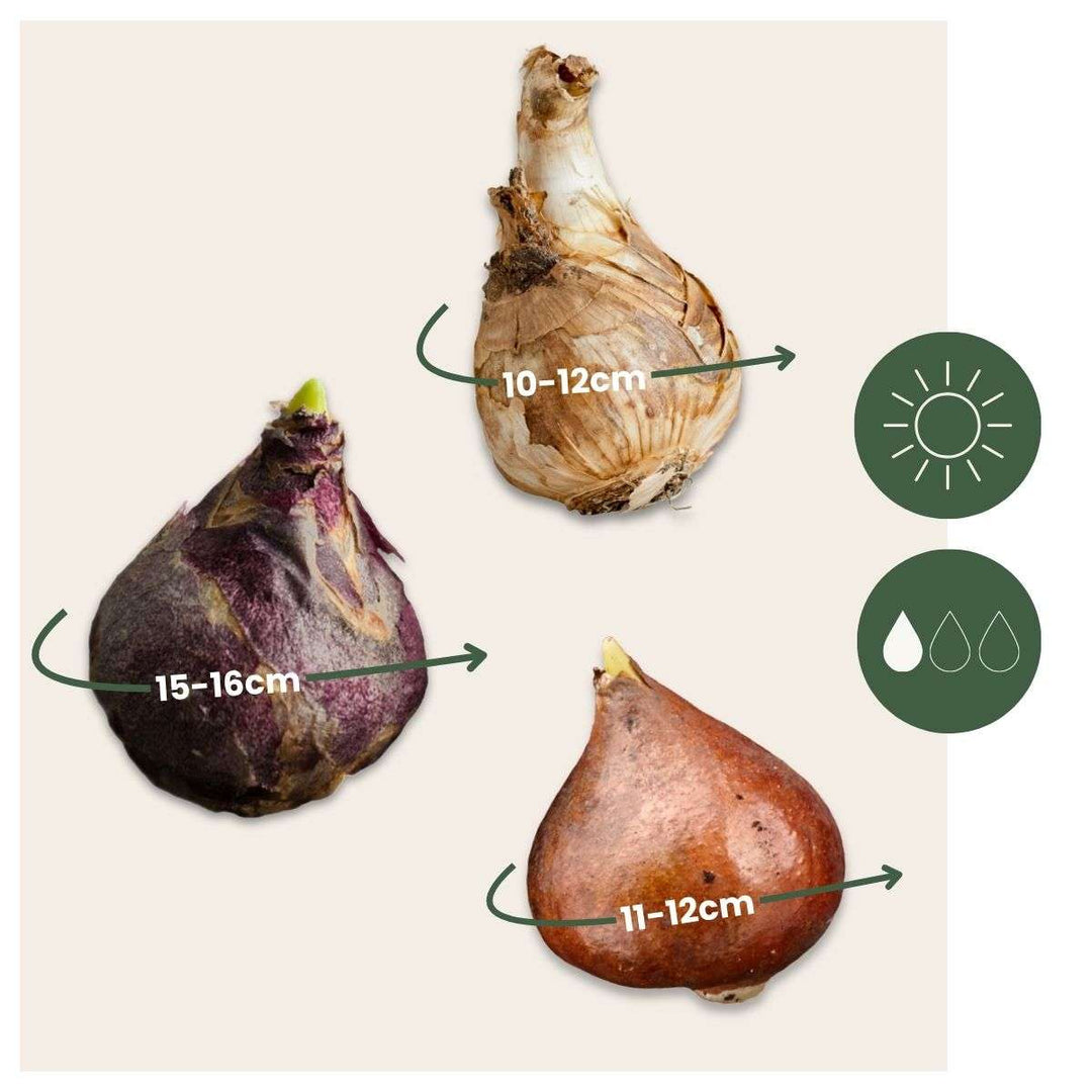 Bloembollen 'Peach Blush' - Set van 25 - Narcis Tulp Hyacint