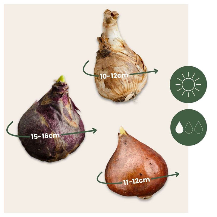 Bloembollen 'Peach Blush' - Set van 25 - Narcis Tulp Hyacint