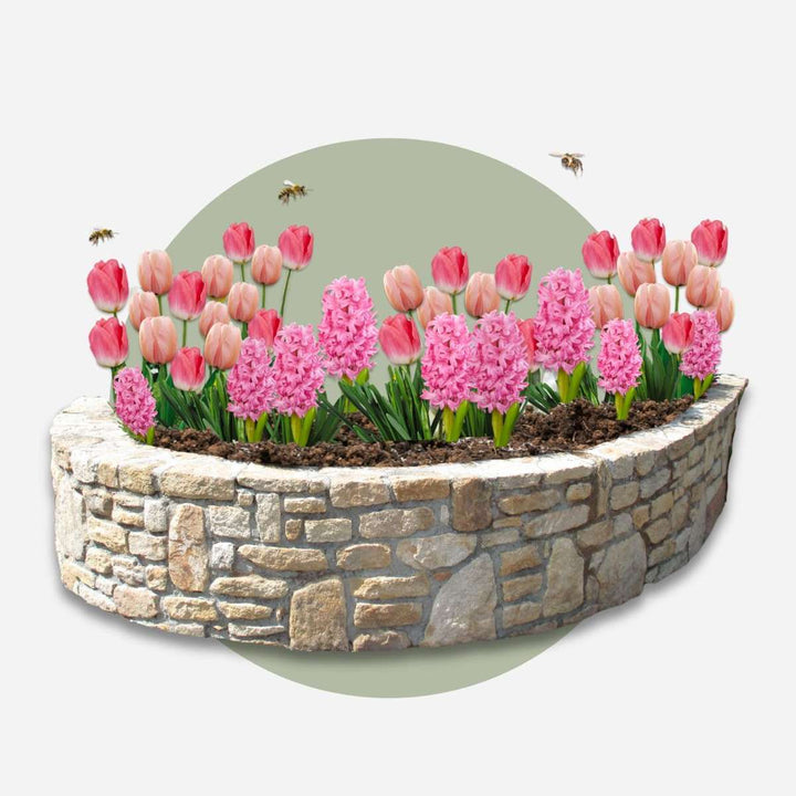 Tulipa, Hyacinthus - 25 stuks - Bloembollen mix