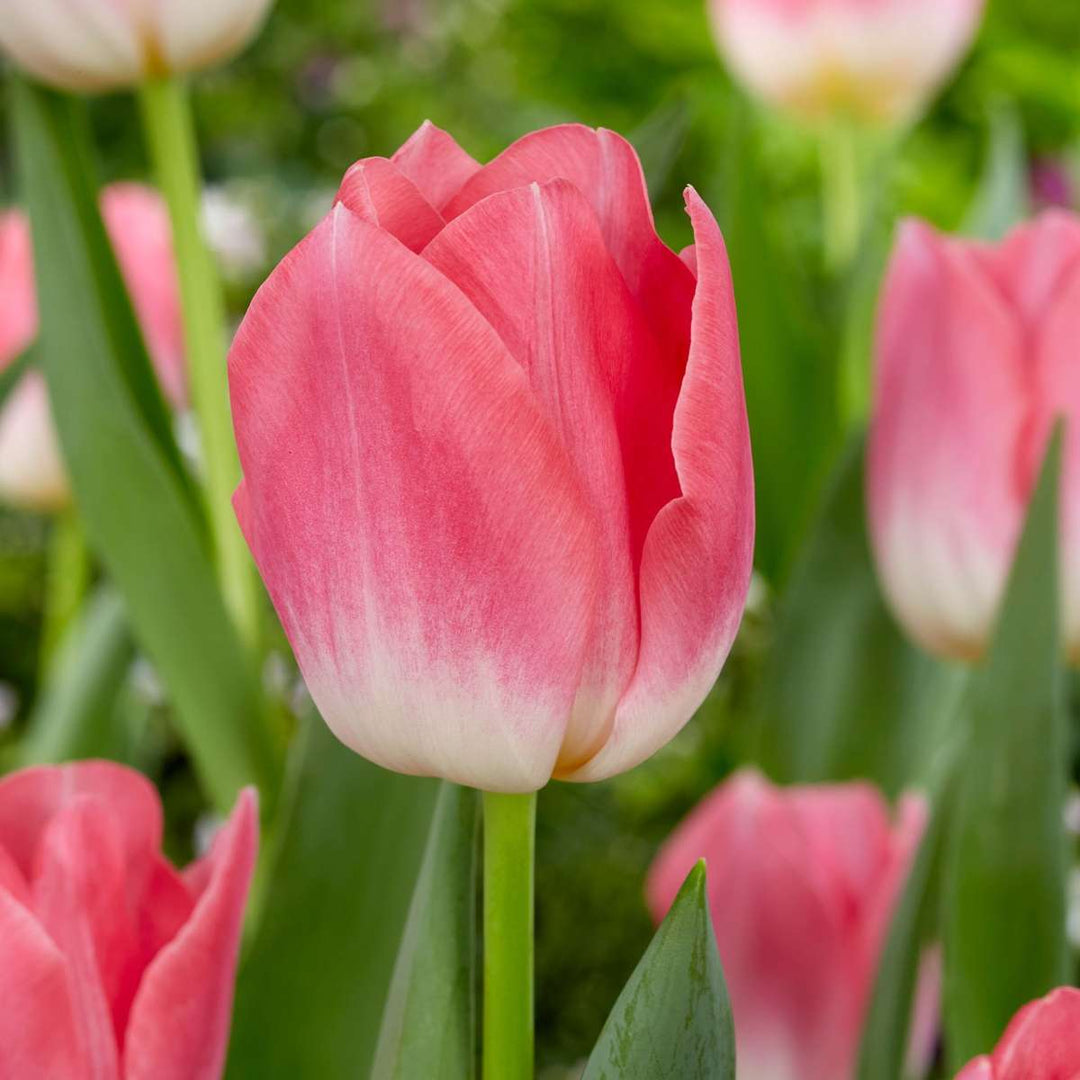 Tulipa, Hyacinthus - 25 stuks - Bloembollen mix