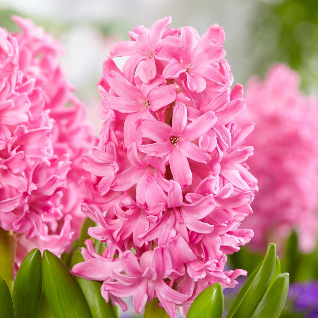 Tulipa, Hyacinthus - 25 stuks - Bloembollen mix