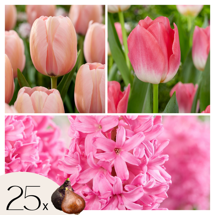 Tulipa, Hyacinthus - 25 stuks - Bloembollen mix