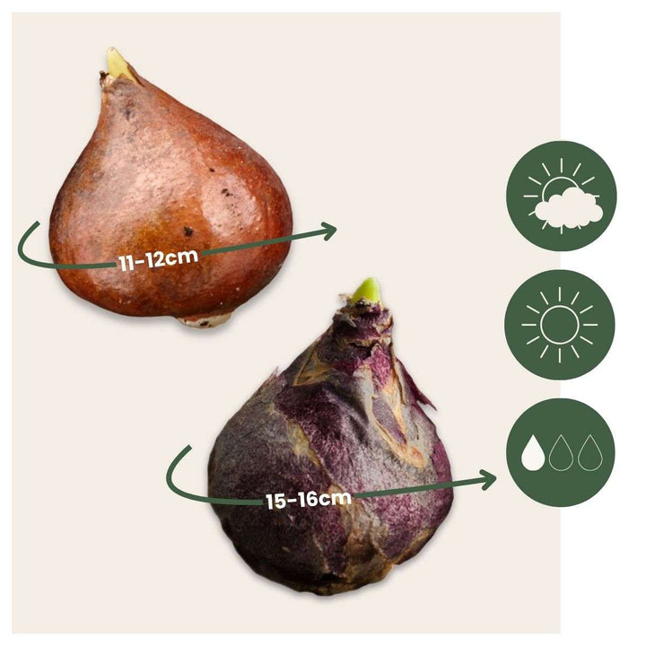 Tulipa, Hyacinthus - 25 stuks - Bloembollen mix