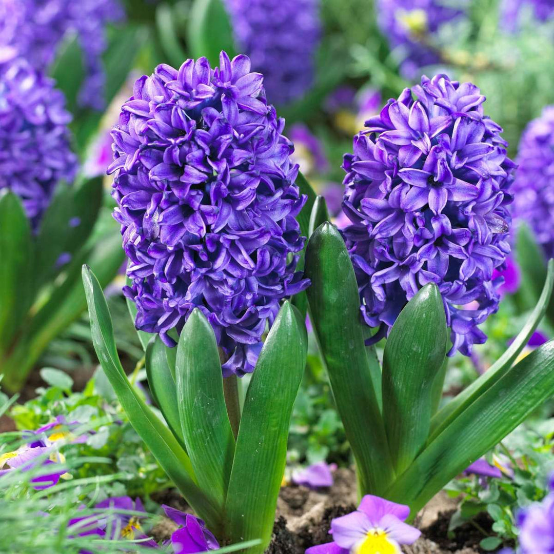 Hyacinthus 'Blue Trophy' - set od 15 zumbula