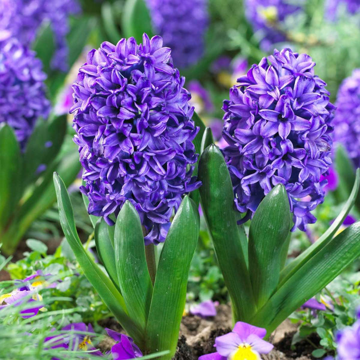 Hyacinthus 'Blue Trophy' - set od 15 zumbula