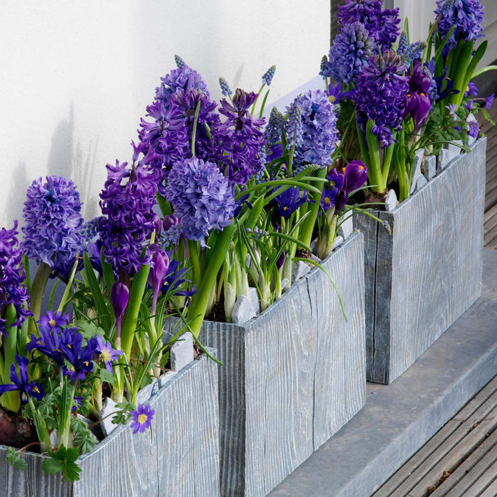Hyacinthus 'Blue Trophy' - set od 15 zumbula