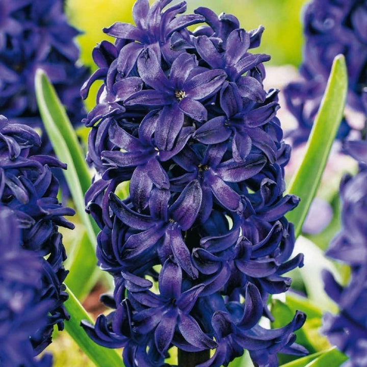 Hyacinthus 'Blue Trophy' - set od 15 zumbula