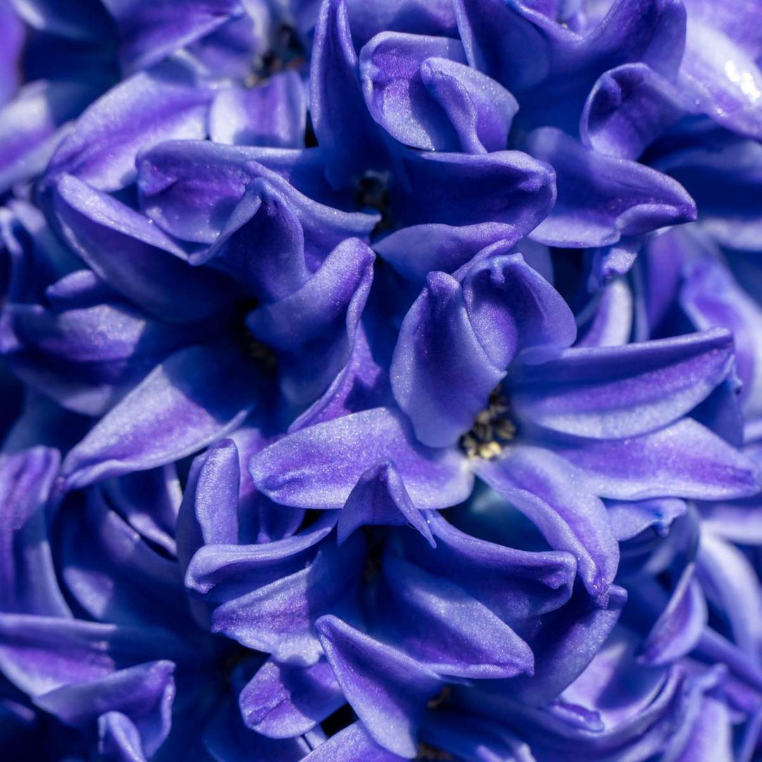 Hyacinthus 'Blue Trophy' - set od 15 zumbula