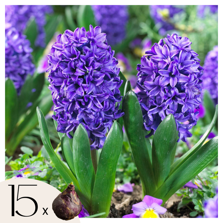 Hyacinthus 'Blue Trophy' - set od 15 zumbula