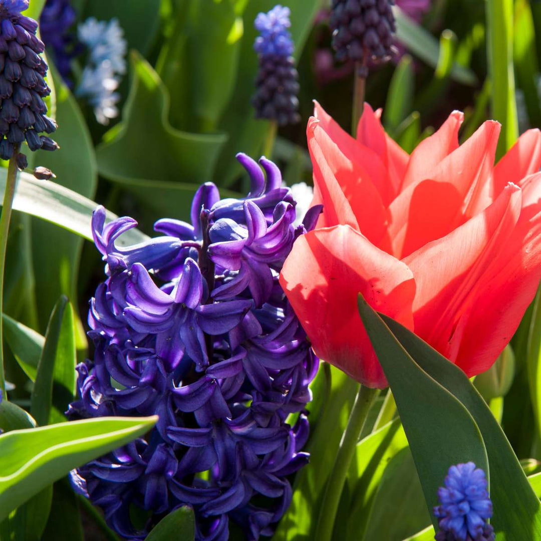 Hyacinthus 'Blue Trophy' - Sada 25 kusů - Hyacinty