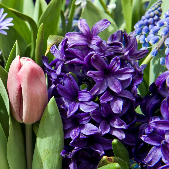 Hyacinthus 'Blue Trophy' - Sada 25 kusů - Hyacinty