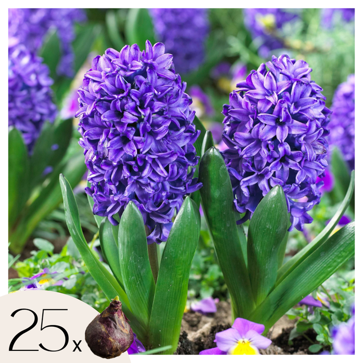 Hyacinthus 'Blue Trophy' - Sada 25 kusů - Hyacinty