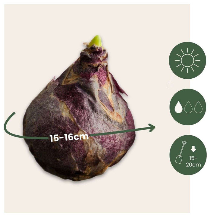 Hijacint 'Ciganska kraljica' - Set od 15 - Hijacint